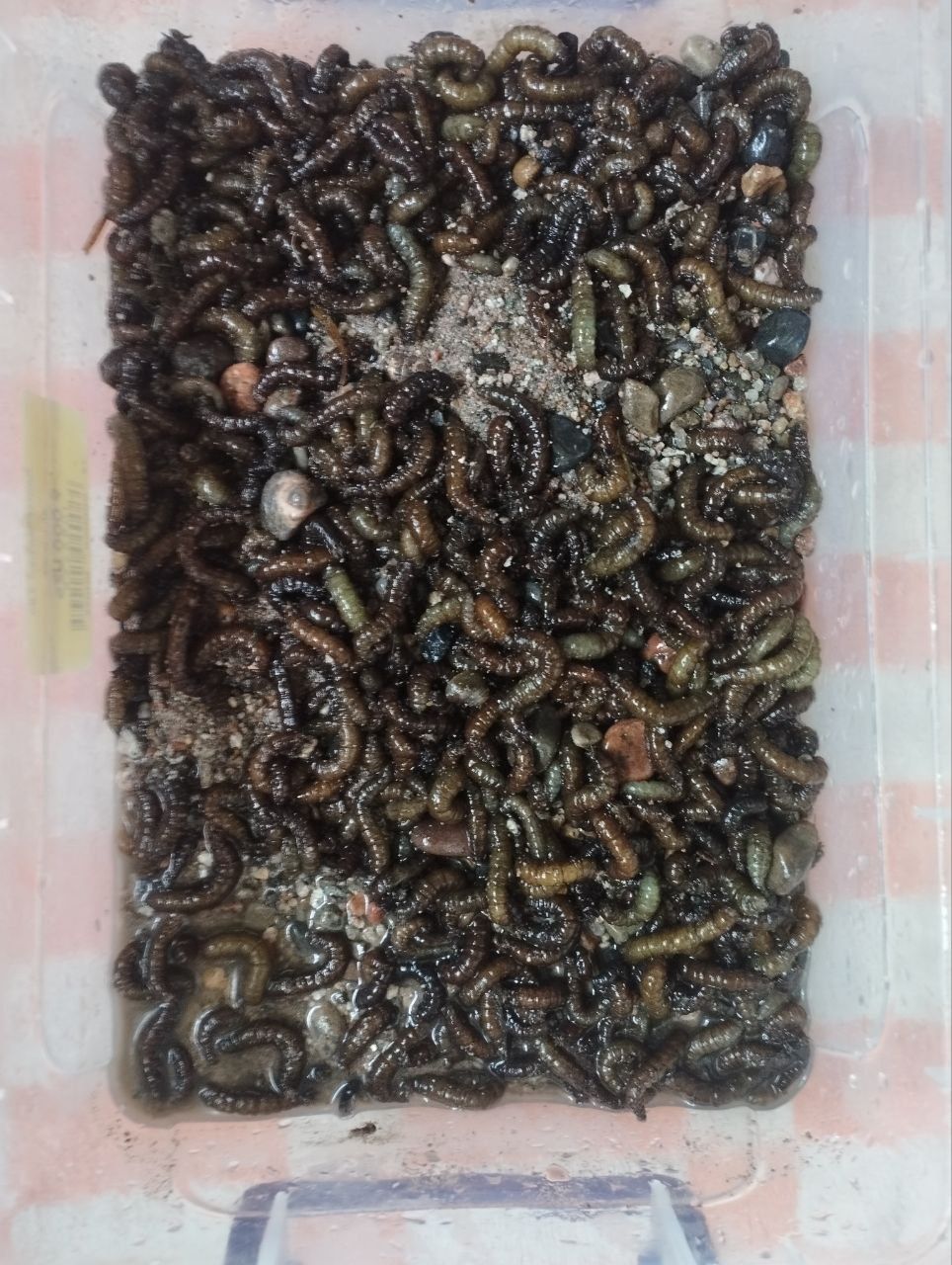 Водянки  для ловли рыбы