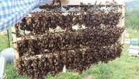 Regine -roiuri- familii de albine-botci
