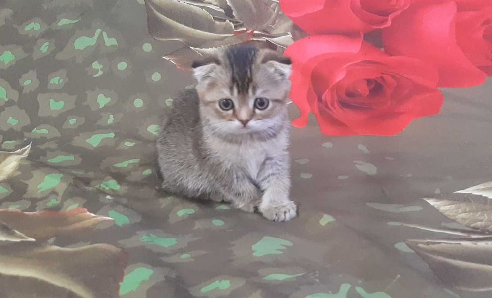 Золотой котенок девочка