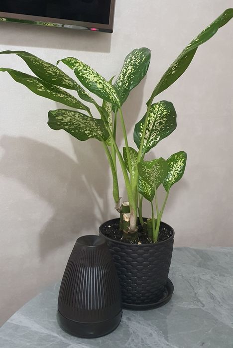 Продам Диффенбахию