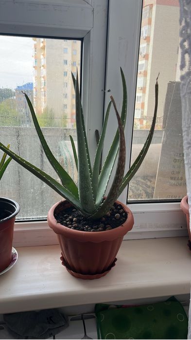 Продается лечебная Алоэ вера