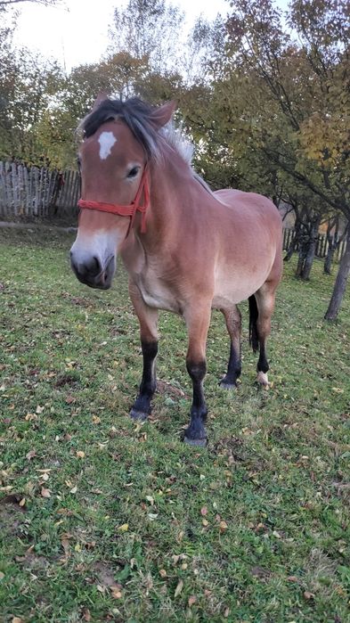 Cârlană de vânzare