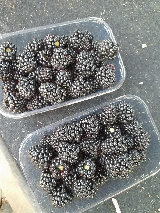 Продавам разсад къпини прима арк  45  целогодишни много едри и сладки