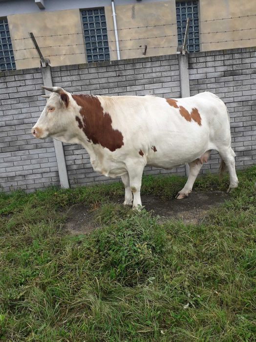 Vând vacă bălțată