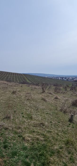 Vand Teren Viticol intravilan/extravilan 3,5 Ha