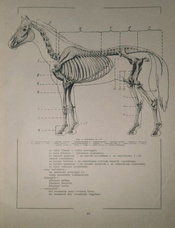 Carte xerox Atlas de anatomie comparativă vol 1