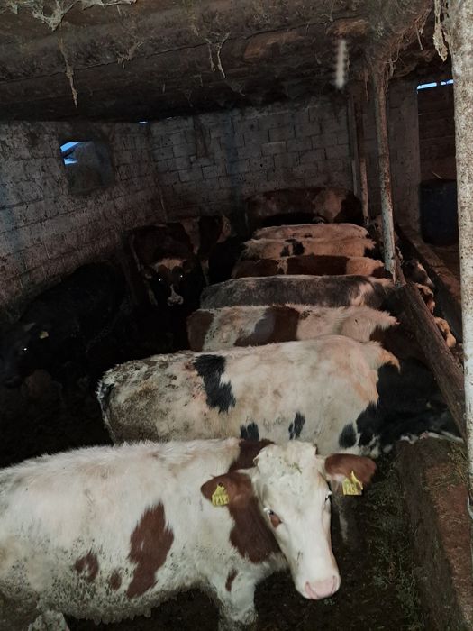 Vând 12 taurasi media 260kg