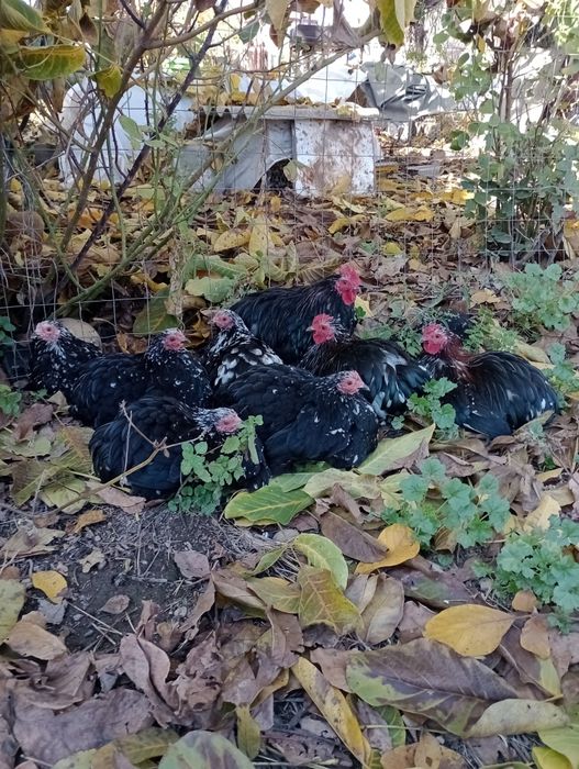 Cochinchina pitic 2025