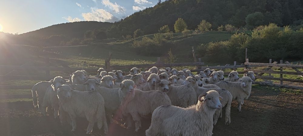 Vând 50 oi băle și oacheșe
