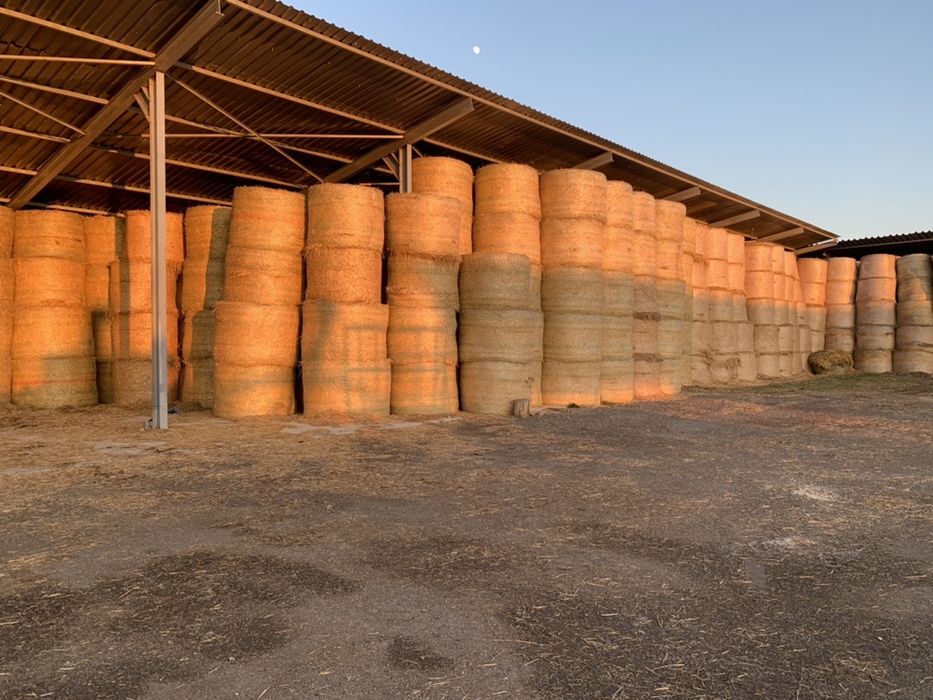 Baloti paie patrati 1200x700x2400