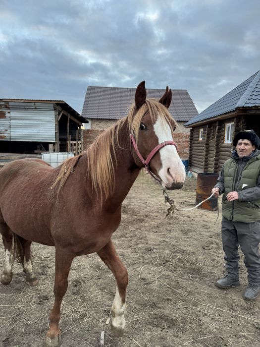 Продам ЖЕРЕБЦА Айгыр