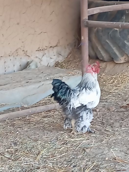 Тауық бар  тұқым 100% туып тұр