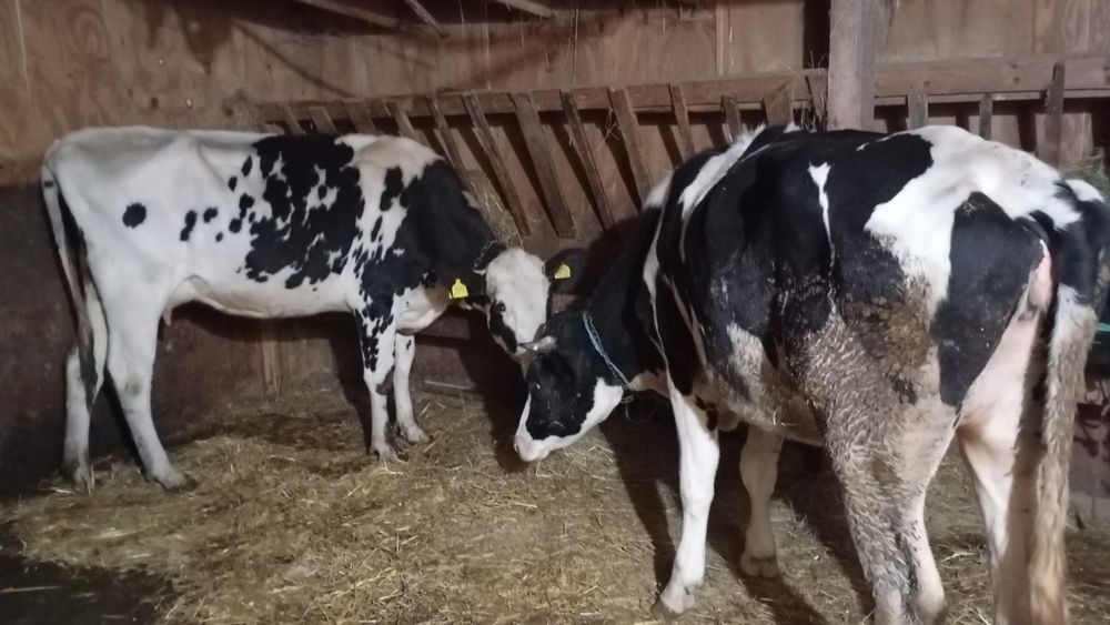 Vând vaca de 3 ani și juninca de 1jumate