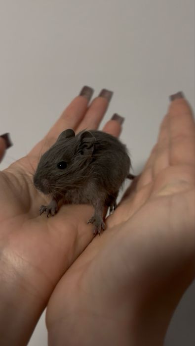 veveriță degu domestică