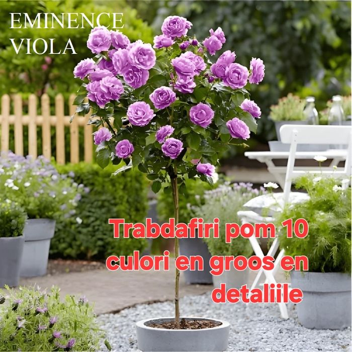 Nuci chandler.Aluni.Lemn foc.Nuc negru.Trandafiri Pom.Ciresi.Castan...