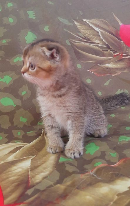 Золотой котенок девочка