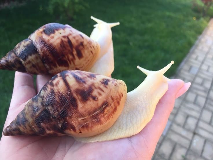 Улитка Ахатина для лечение