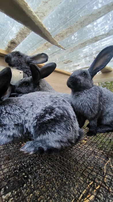 Продам кроликов породы Серебро