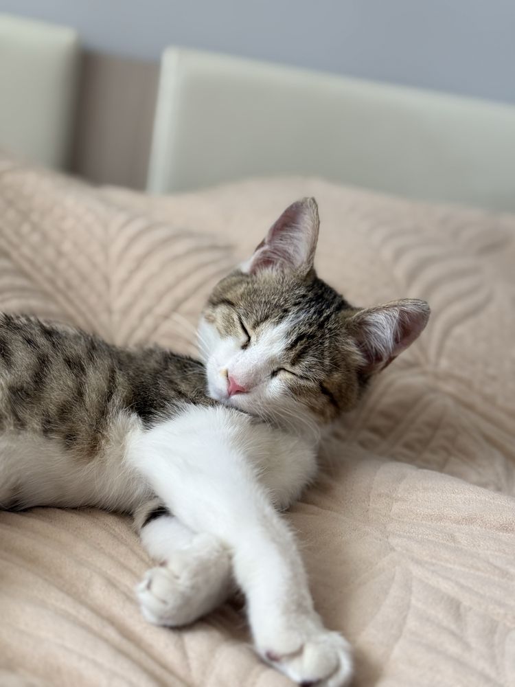 Котенка в добрые руки, девочка
