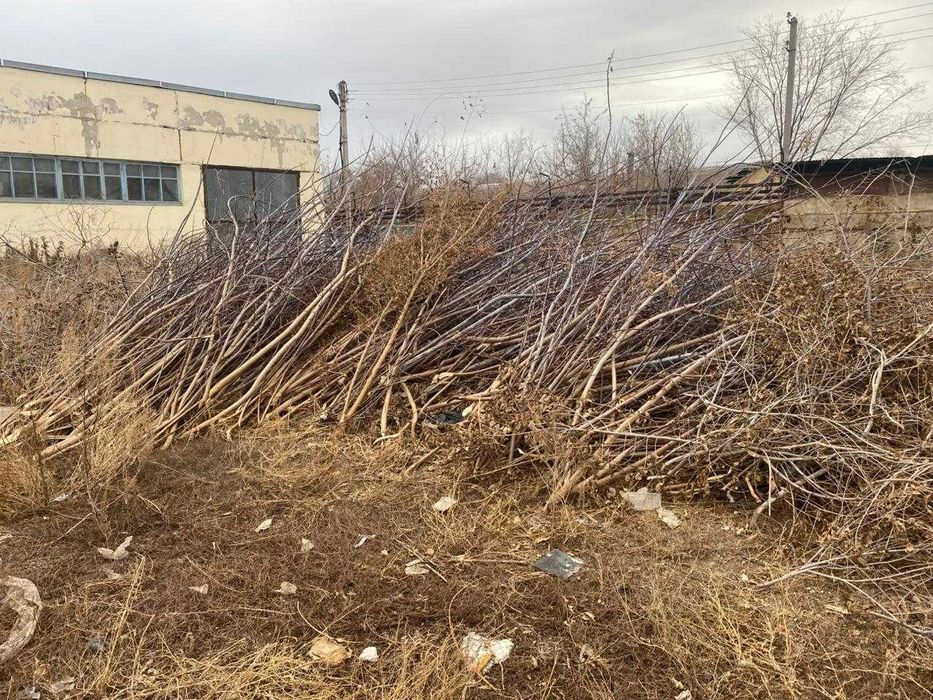 Отдам дрова даром