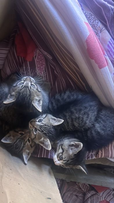 Pisică adultă și 4 puișori disponibili pentru adopție