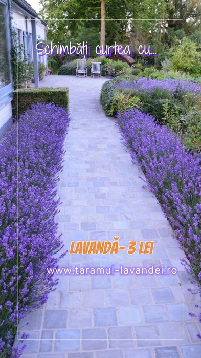 Butasi lavandă cu Rădăcină - 3 lei bucata