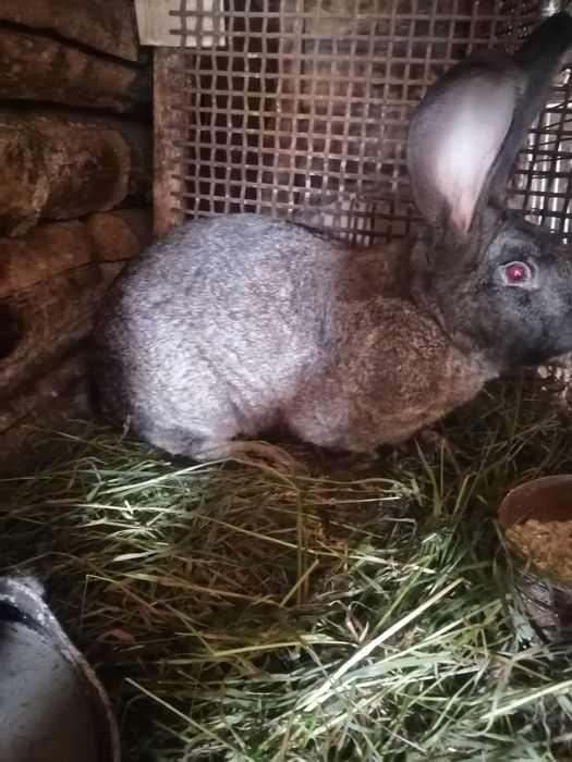 Продаю кроликов..