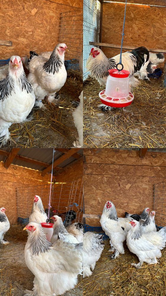 Disponibile oua de brahma