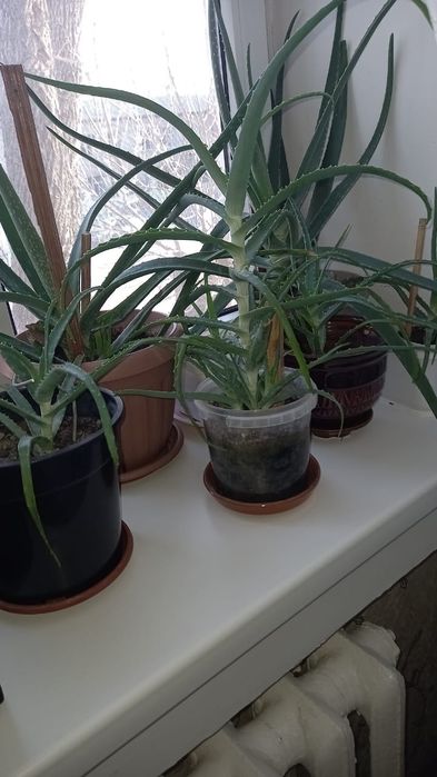 Лечебное Алое домашнее