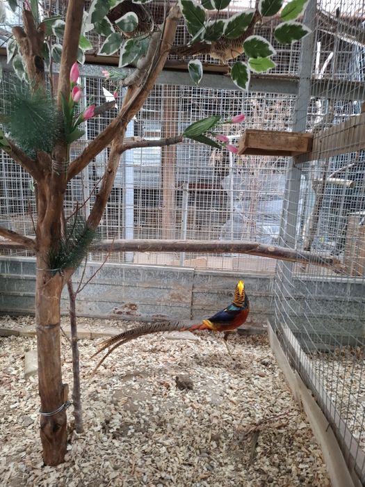 Продам золотых фазанов