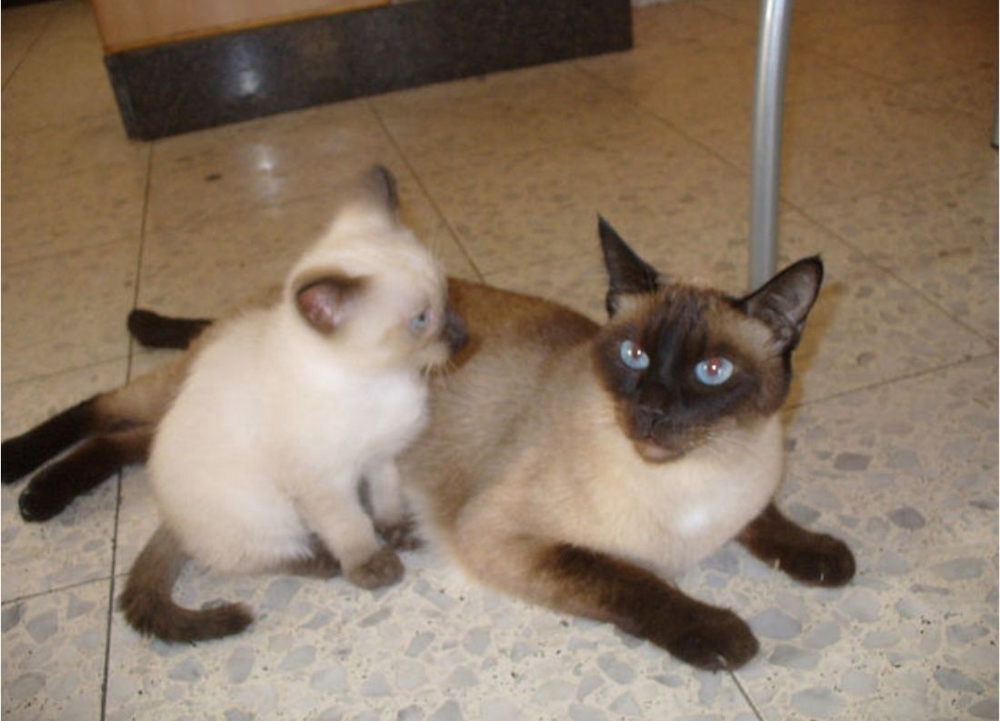 Сиамский котенок чистокровный, породистый