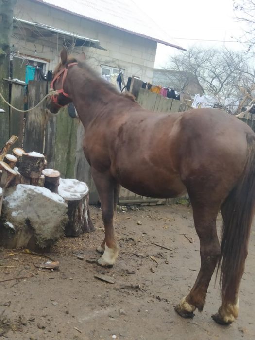 Iapa de vânzare buna de pădure
