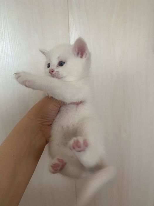 Скоттиш страйт. 16. 10. 25. Угил бола