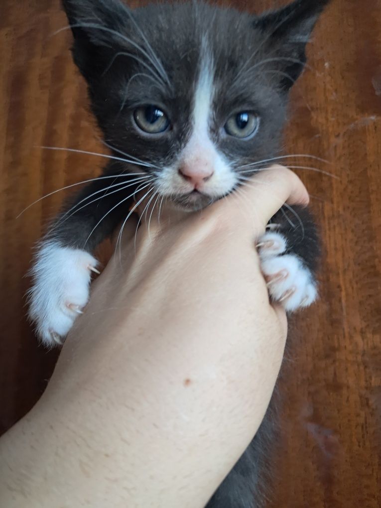 Котята бесплатно
