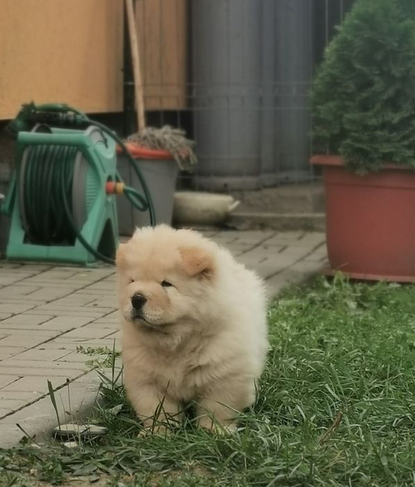 CHOW CHOW femela cream cu pedigree