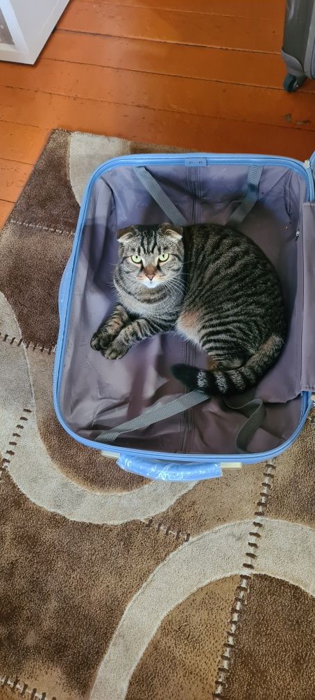 Пропал кот вислоухий