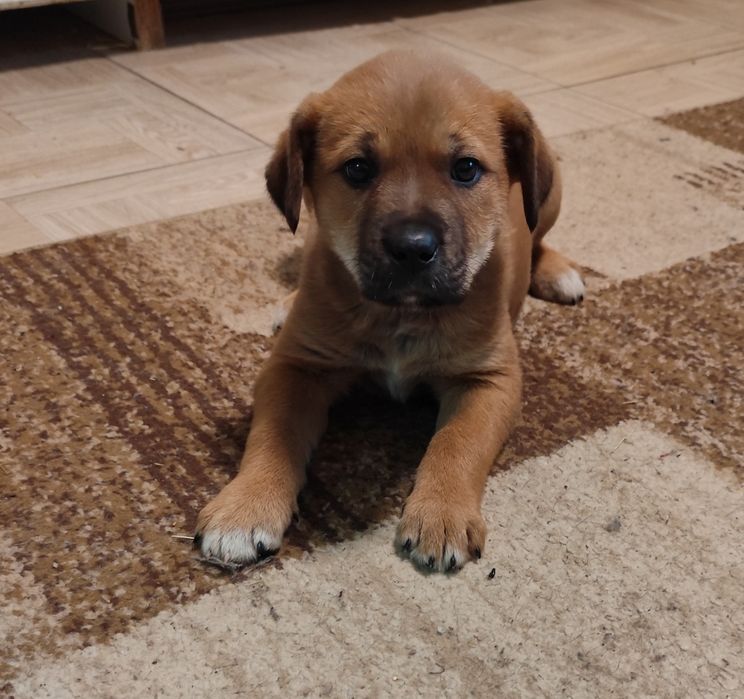 Donez o cățelușă