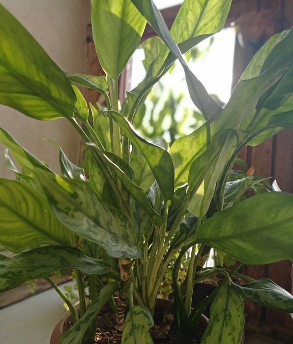 Красивый интерьерный цветок Аглонема.