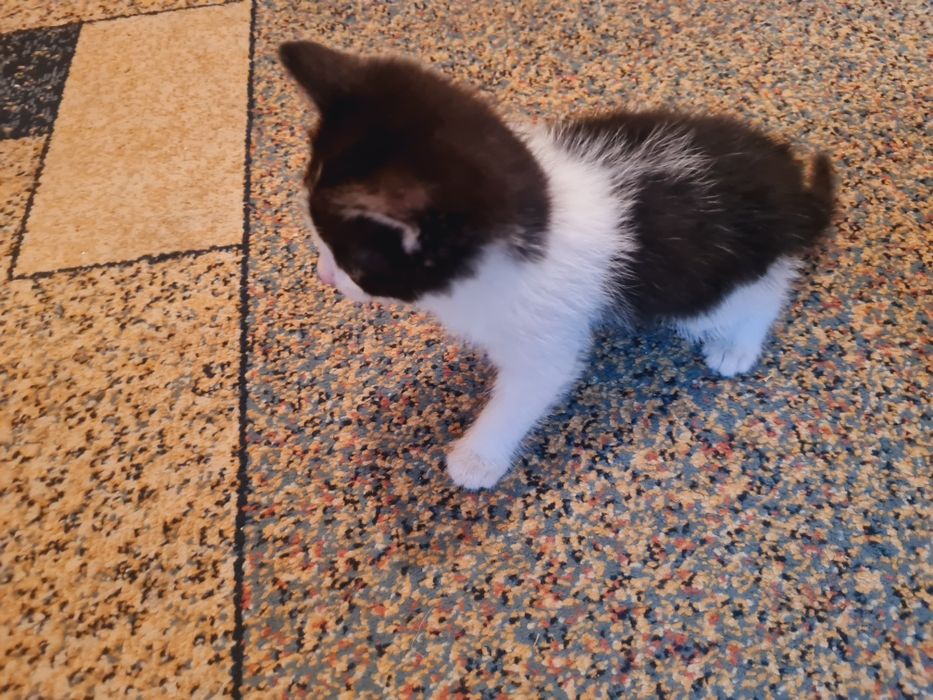 отдам в хорошие руки котят