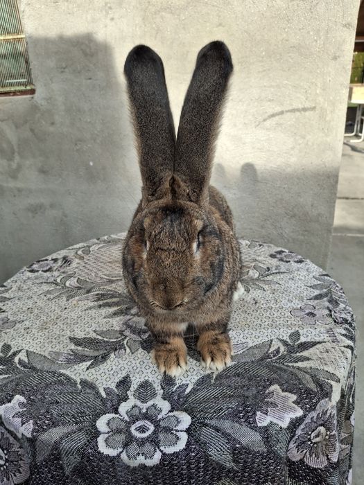 Iepuri uriaș gri german