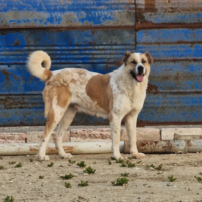 Ургашы сатылады линия Джина