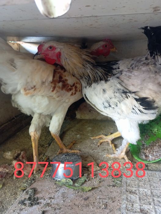 Продажа петухов домашних в городе пишите на Ватсап)