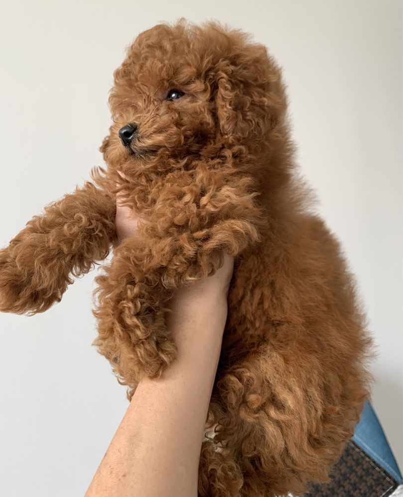 Пудел Той,Poodle Toy