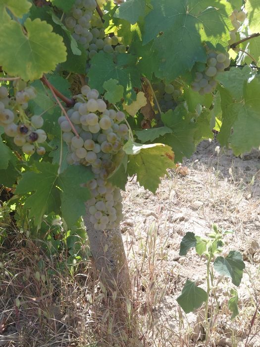 Struguri de vin toate soiurile