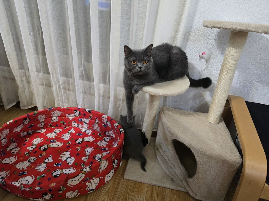 Британски късокосмести котенца