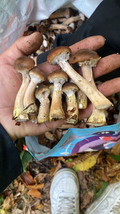 Vand ghebe 35 de lei kg