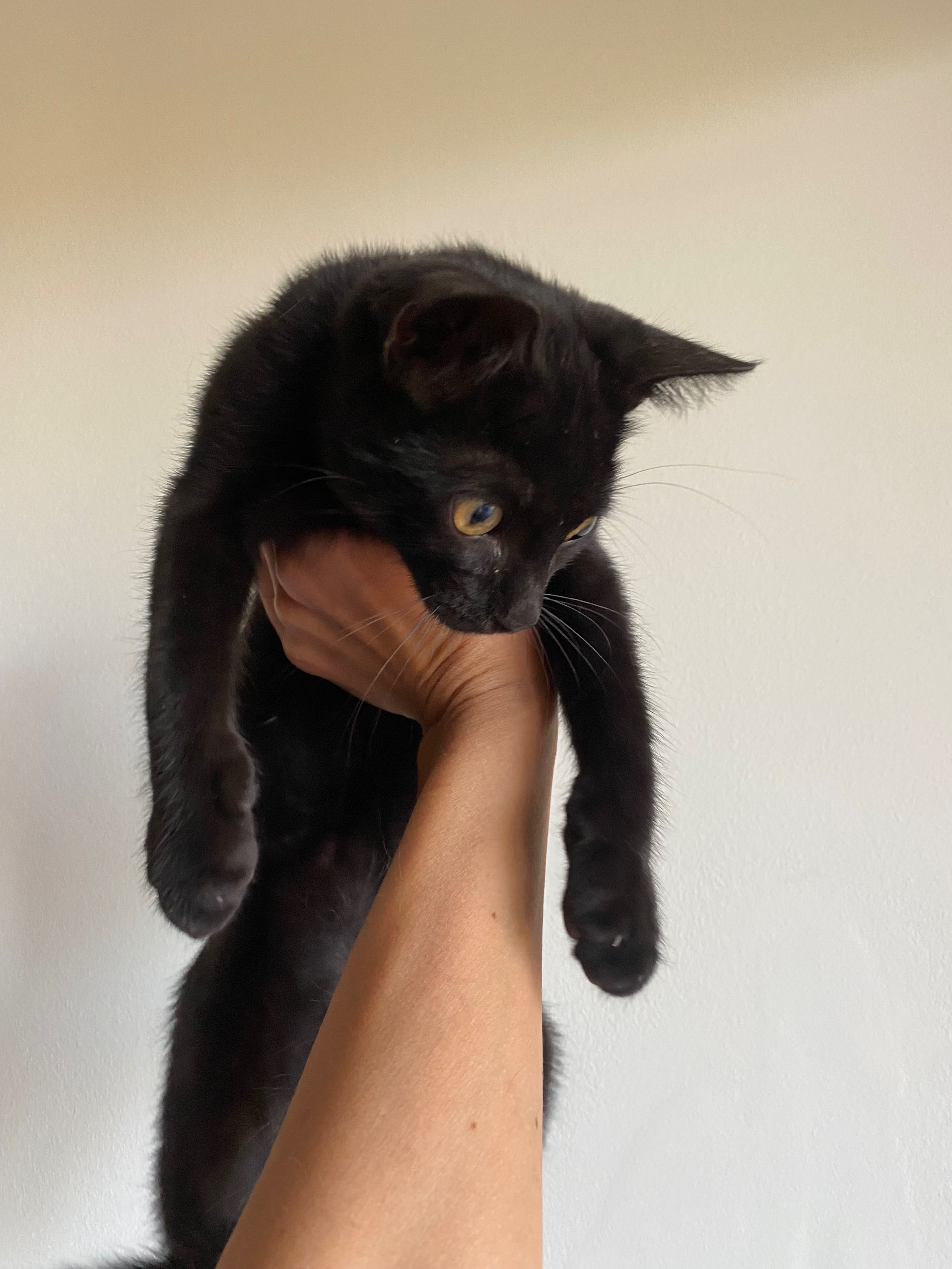 Момиче котка. 3 мес