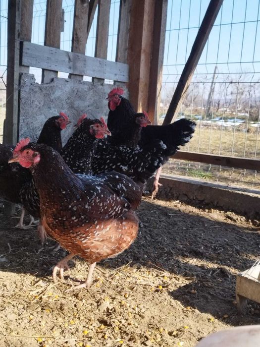 Oua incubat Sussex Portelan