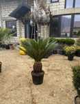 Palmierii cycas revolut transportul este gratuit