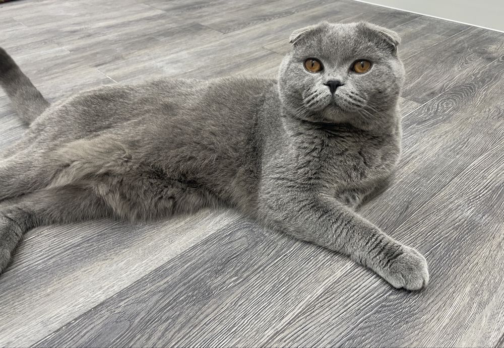 Кот на вязку (zot olish)